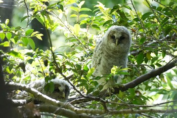 Ural Owl 千葉県 Wed, 5/15/2024