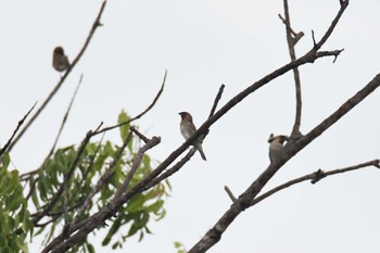 Sun, 6/2/2024 Birding report at Phuket International Airport