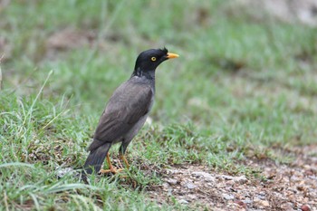 2024年6月2日(日) タイの野鳥観察記録