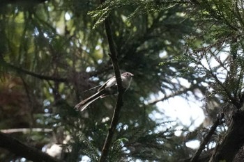 Long-tailed Tit 千葉県 Wed, 5/15/2024