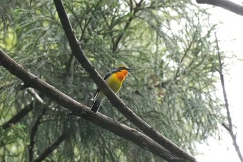 Narcissus Flycatcher 千葉県 Wed, 5/15/2024