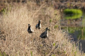 Pacific Golden Plover 埼玉県 Fri, 5/17/2024