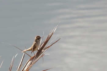 Ochre-rumped Bunting 曽根干潟(曾根干潟) Mon, 1/14/2019