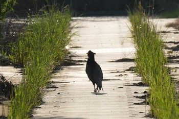 Green Pheasant 埼玉県 Fri, 5/17/2024