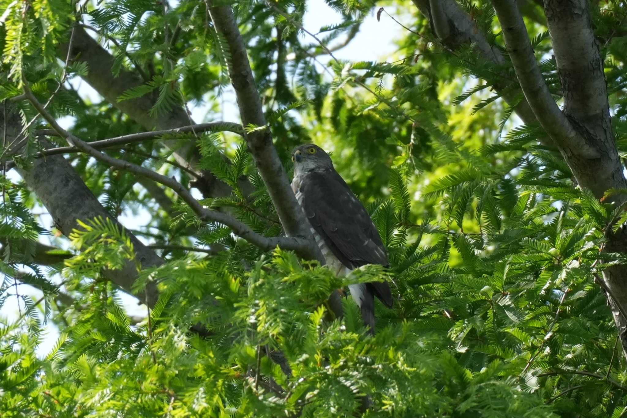 Photo of Japanese Sparrowhawk at 埼玉県 by どばと