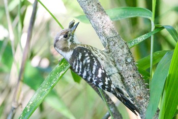 2024年5月18日(土) 奈良　馬見丘陵公園の野鳥観察記録