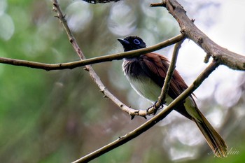 サンコウチョウ 横浜市 2024年6月2日(日)