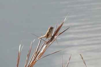 Ochre-rumped Bunting 曽根干潟(曾根干潟) Mon, 1/14/2019