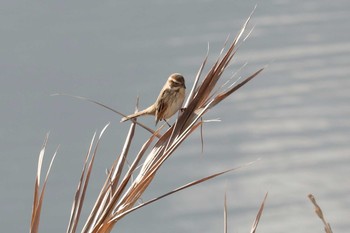 Ochre-rumped Bunting 曽根干潟(曾根干潟) Mon, 1/14/2019