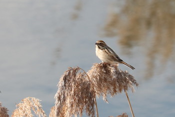 Ochre-rumped Bunting 曽根干潟(曾根干潟) Mon, 1/14/2019