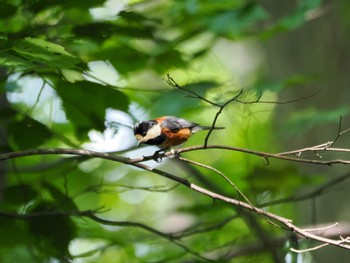 2024年6月8日(土) 真駒内公園の野鳥観察記録