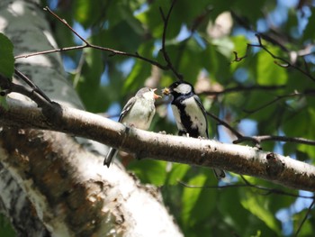 2024年6月8日(土) 山鼻川緑地の野鳥観察記録