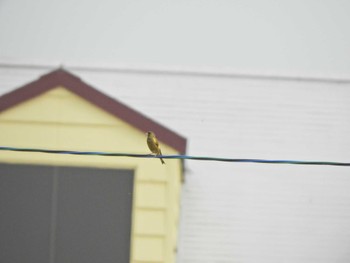 2024年6月9日(日) 伊佐沼の野鳥観察記録