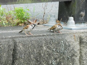 2024年6月9日(日) 妙正寺川の野鳥観察記録