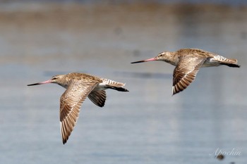 オオソリハシシギ ふなばし三番瀬海浜公園 2024年6月8日(土)