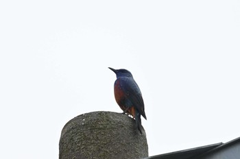 2024年4月27日(土) 静岡県御殿場市の野鳥観察記録