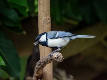 Japanese Tit つくば市 Sun, 6/9/2024