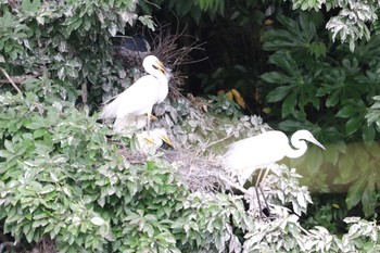 Sun, 6/9/2024 Birding report at 千城台野鳥観察園