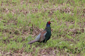 2024年6月9日(日) 千葉県 長生村の野鳥観察記録