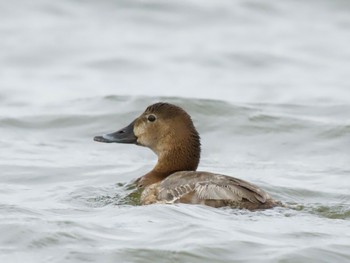 Sun, 6/9/2024 Birding report at 妙岐ノ鼻