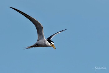 Sat, 6/8/2024 Birding report at 検見川浜コアジサシ保護区