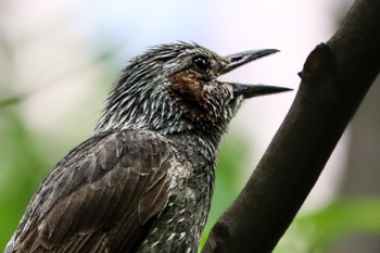 2024年6月9日(日) ギャザリアビオガーデン　フジクラ木場千年の森の野鳥観察記録