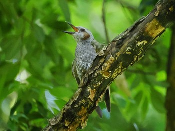 2024年6月8日(土) 新治市民の森の野鳥観察記録