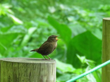 2024年6月7日(金) 戸隠森林植物園(戸隠森林公園)の野鳥観察記録