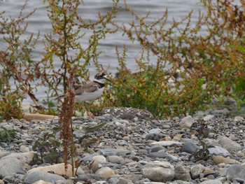 Sun, 6/9/2024 Birding report at 多摩川二ヶ領宿河原堰