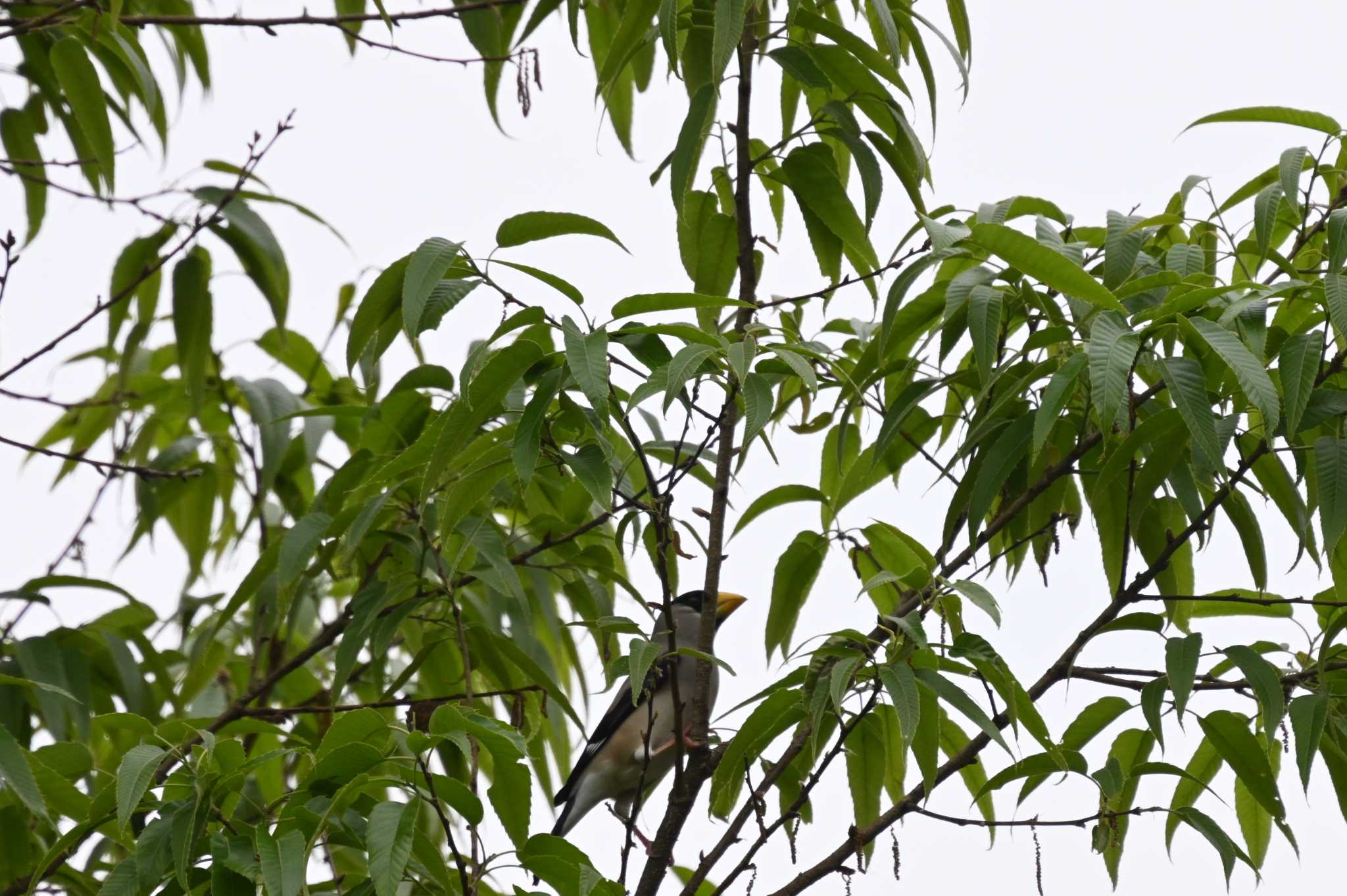 Japanese Grosbeak