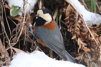 ヤマガラ 北海道 函館市 見晴公園 2019年1月14日(月)