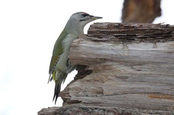 Grey-headed Woodpecker Miharashi Park(Hakodate) Mon, 1/14/2019