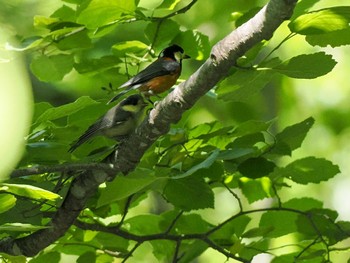 2024年6月8日(土) 盤渓川(盤渓2号橋〜盤沢砂防ダム付近)の野鳥観察記録