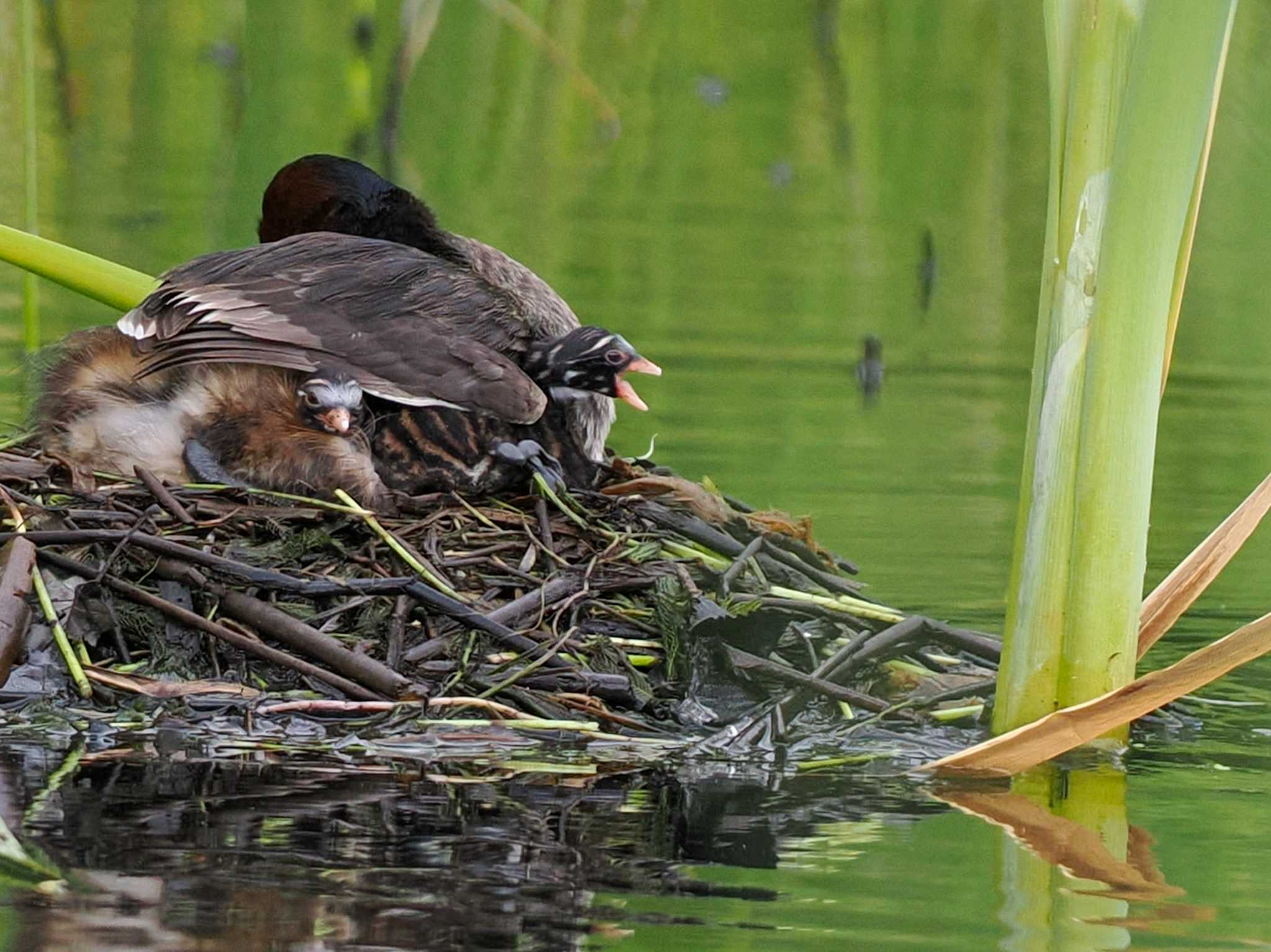 Little Grebe