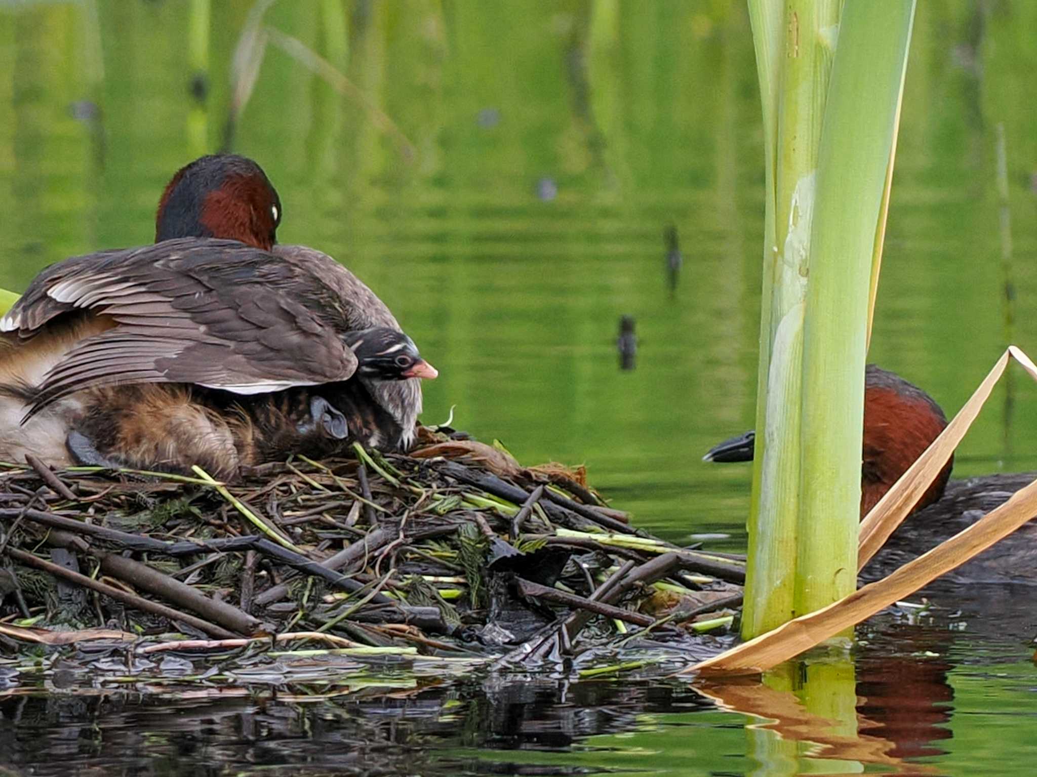 Little Grebe