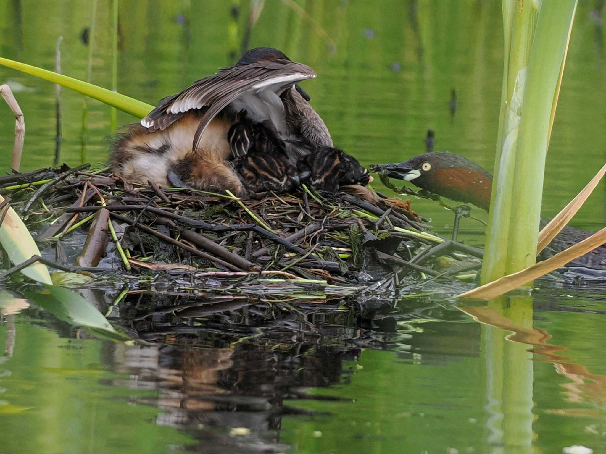 Little Grebe