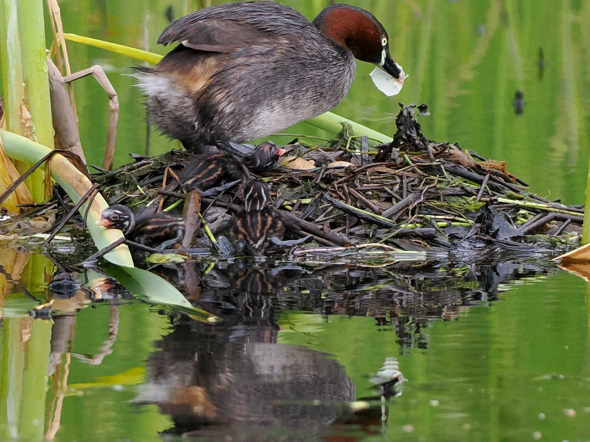 Little Grebe