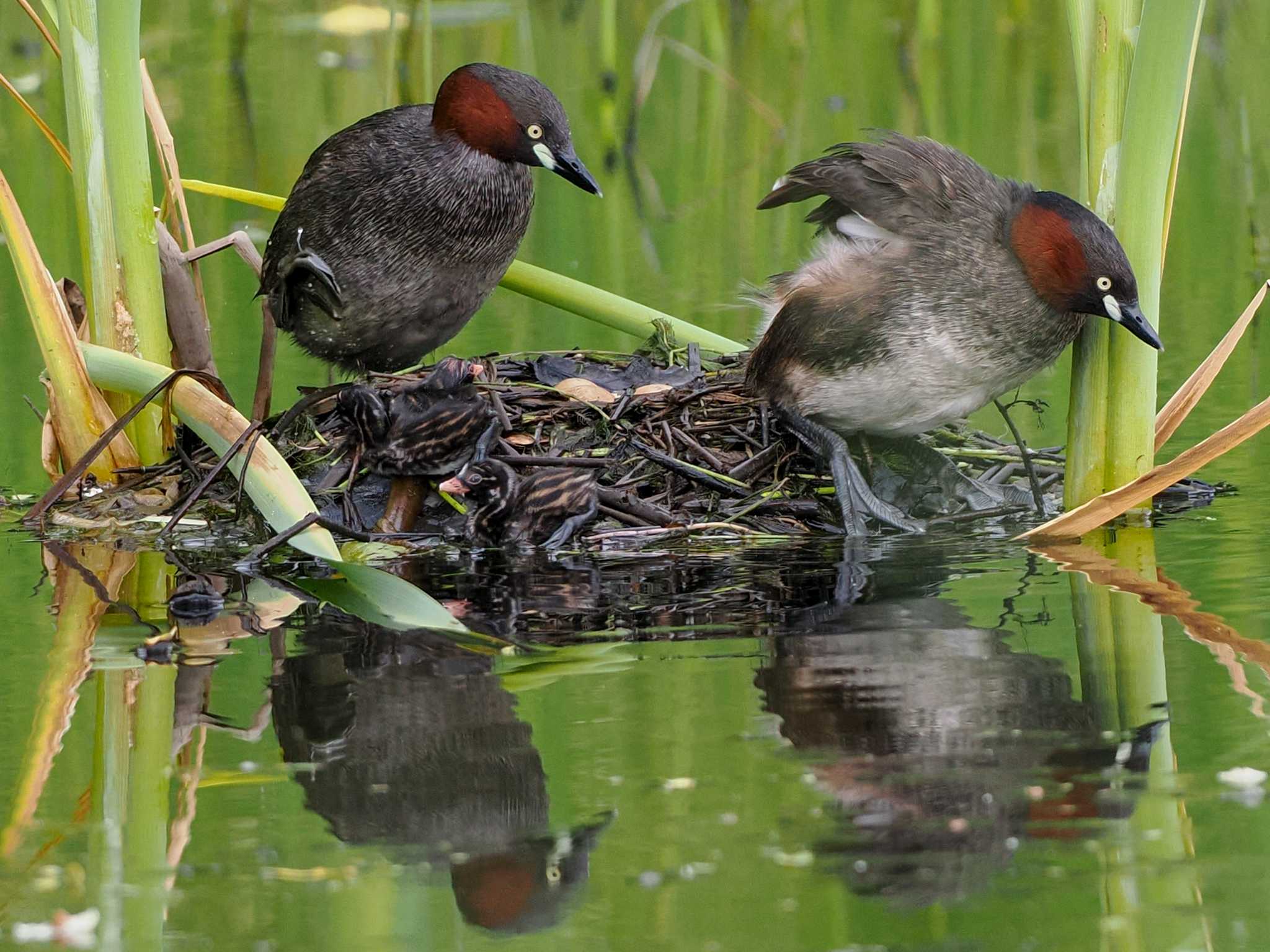 Little Grebe