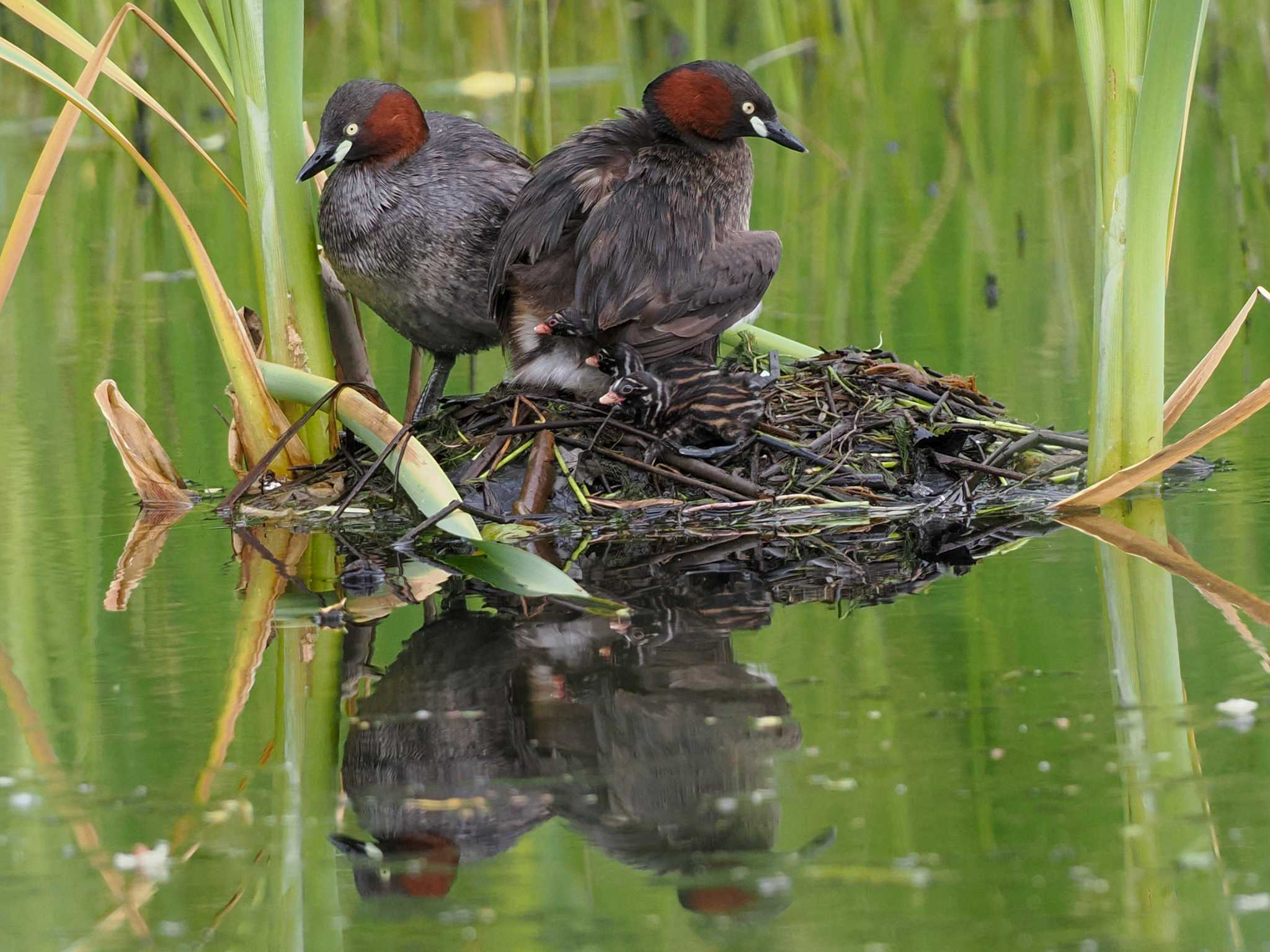 Little Grebe