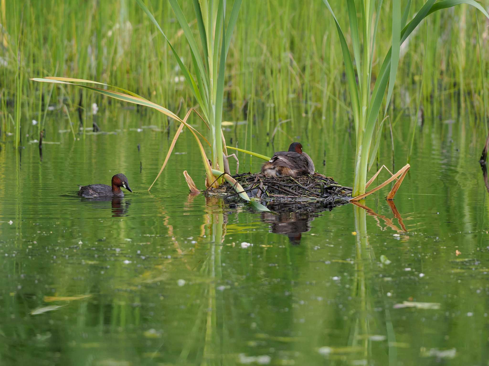 Little Grebe