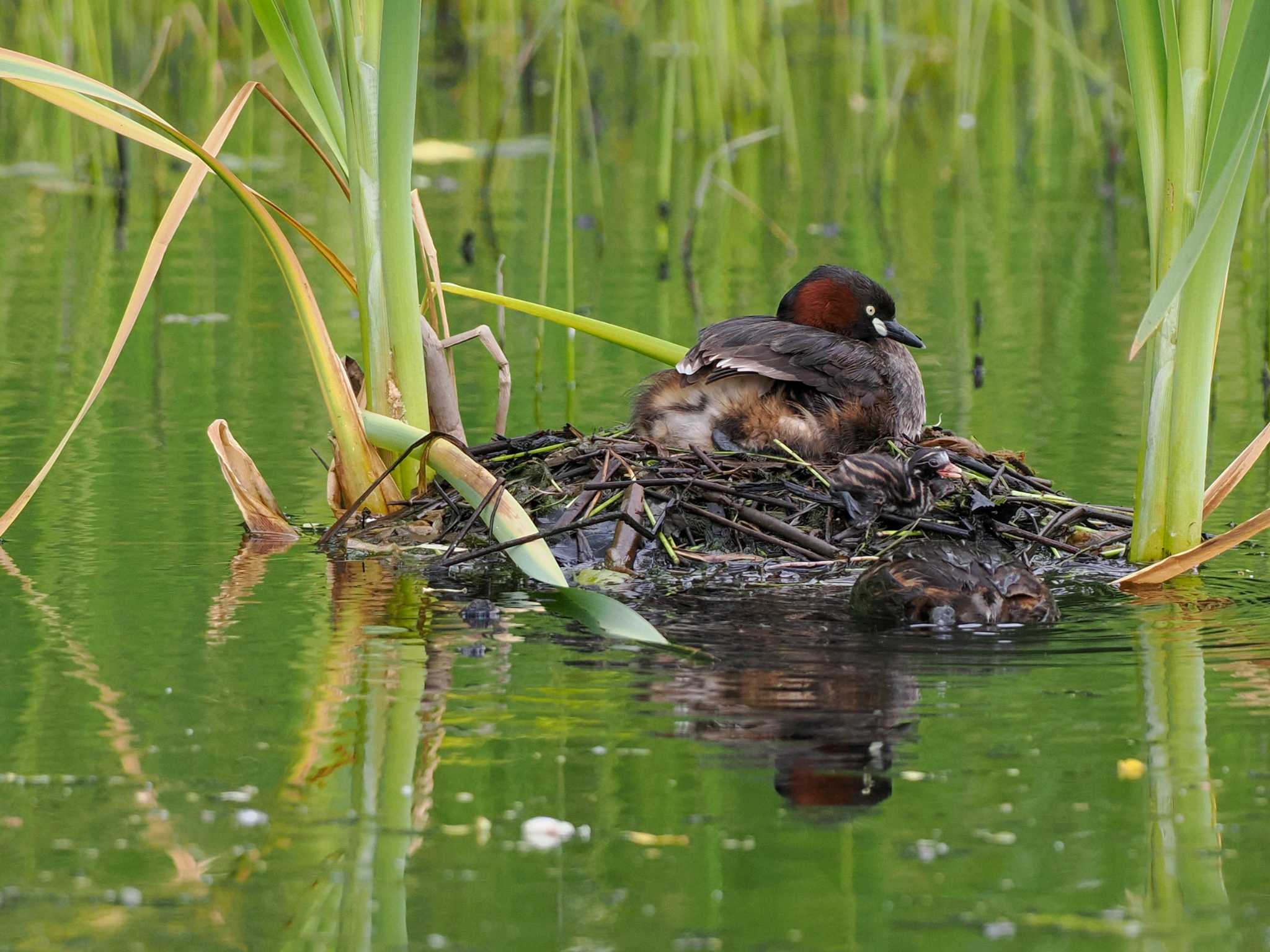 Little Grebe