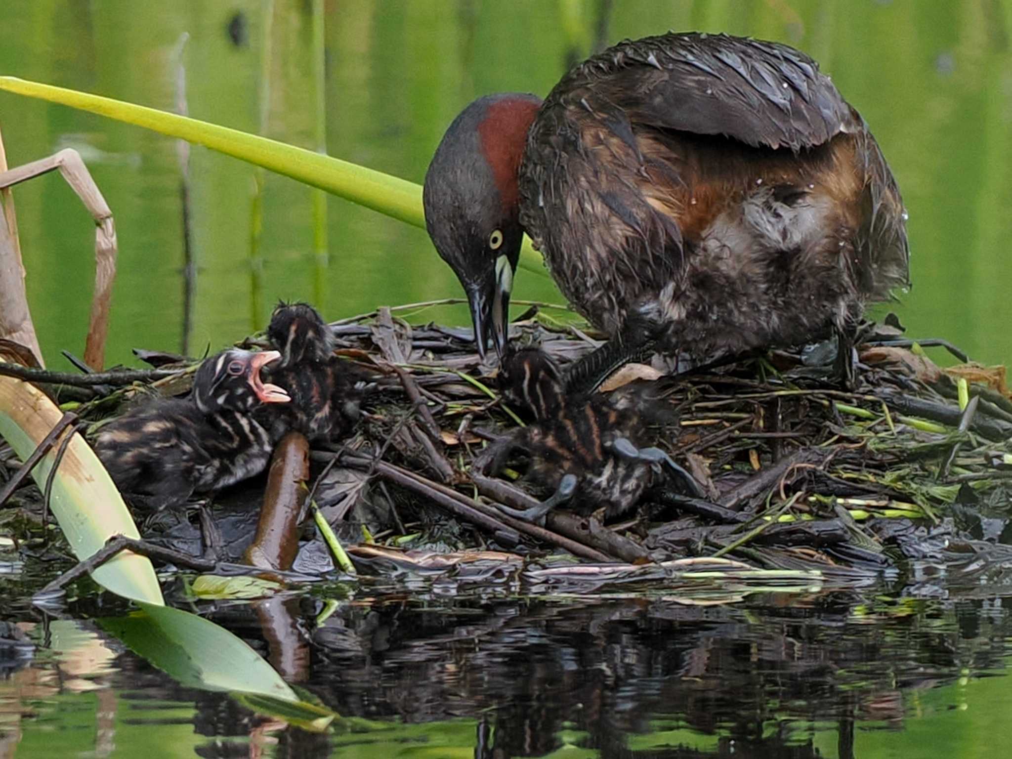 Little Grebe