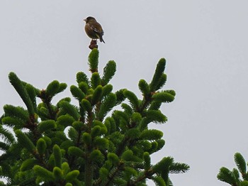 2024年6月9日(日) 福井緑地(札幌市西区)の野鳥観察記録