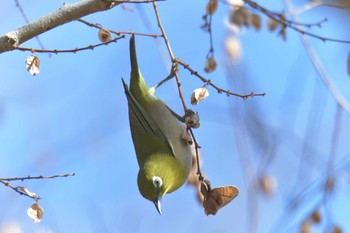 メジロ 滋賀県希望が丘文化公園 2019年1月14日(月)