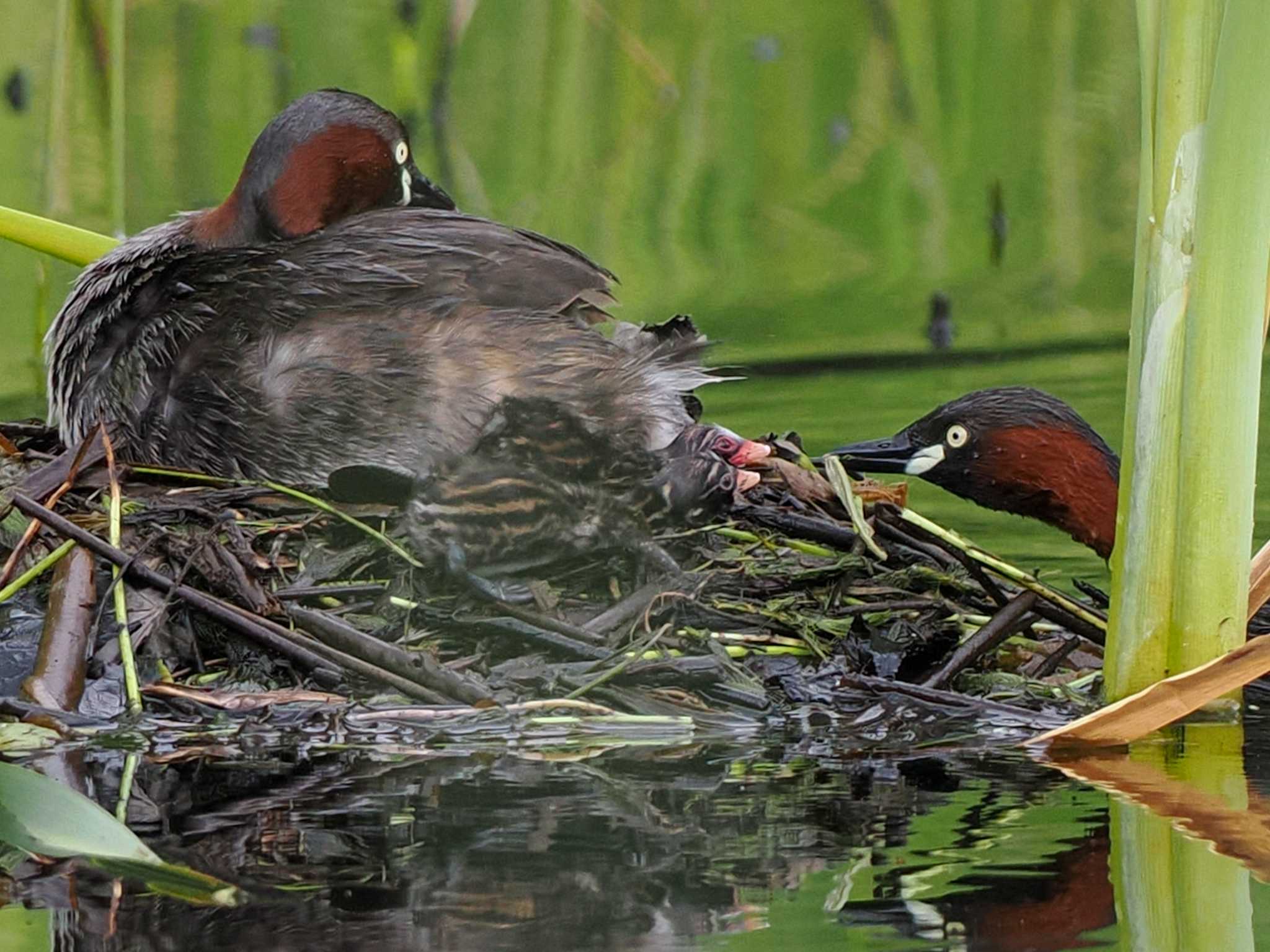 Little Grebe