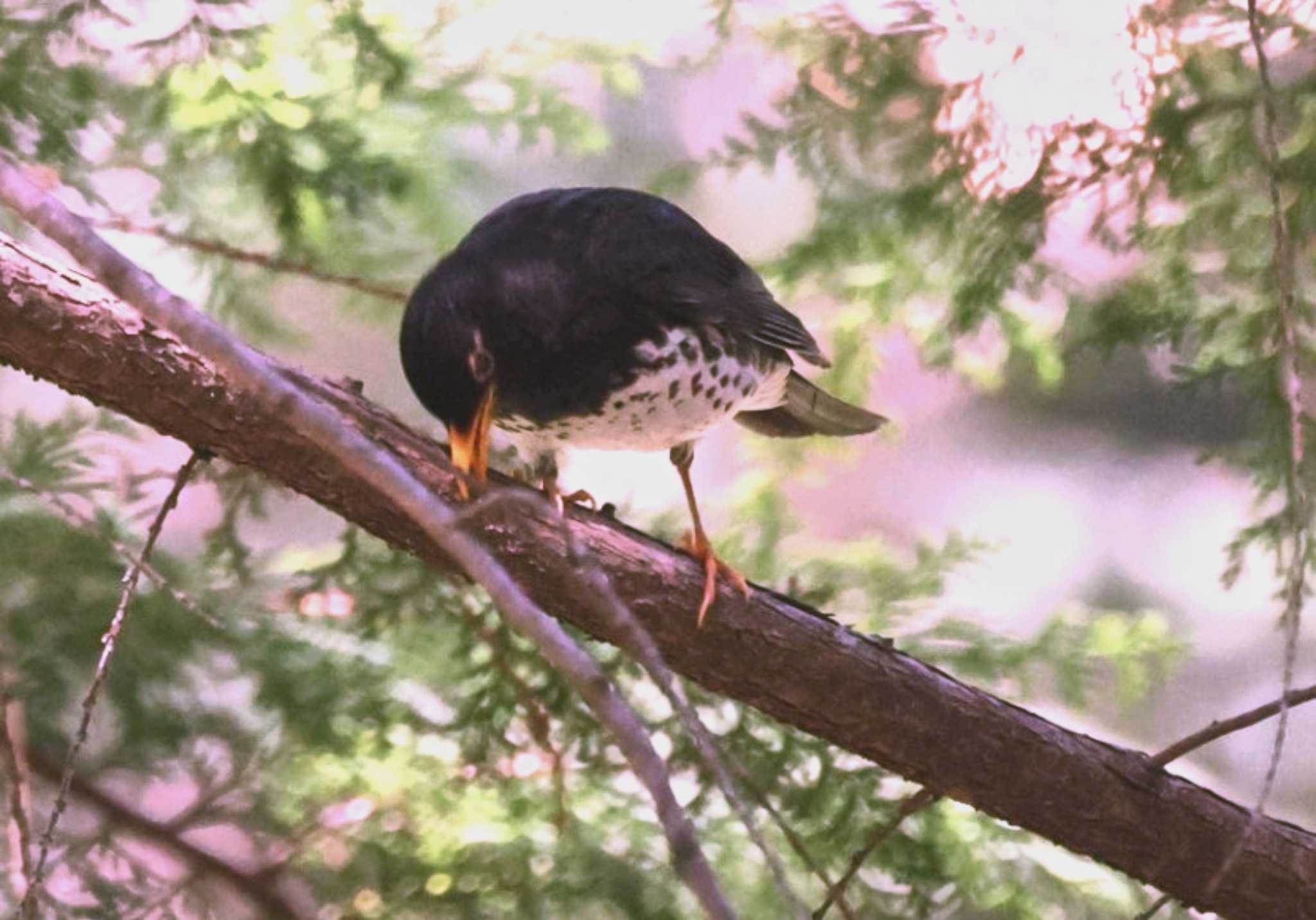 Photo of Japanese Thrush at 5月の八ヶ岳山麓 by カルル