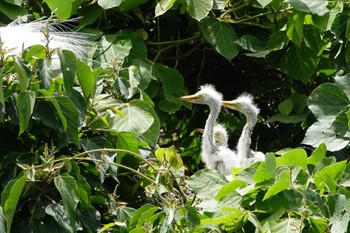 Little Egret 耳原公園 Tue, 6/4/2024