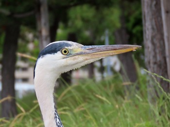 Sat, 6/8/2024 Birding report at シーサイドコスモ