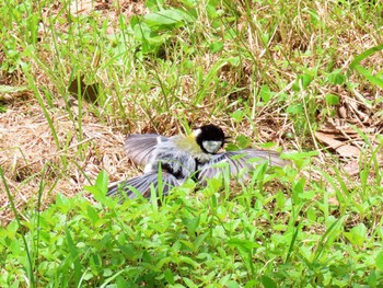 Sat, 6/8/2024 Birding report at Osaka castle park