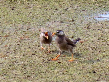 2024年6月8日(土) 大阪南港野鳥園の野鳥観察記録